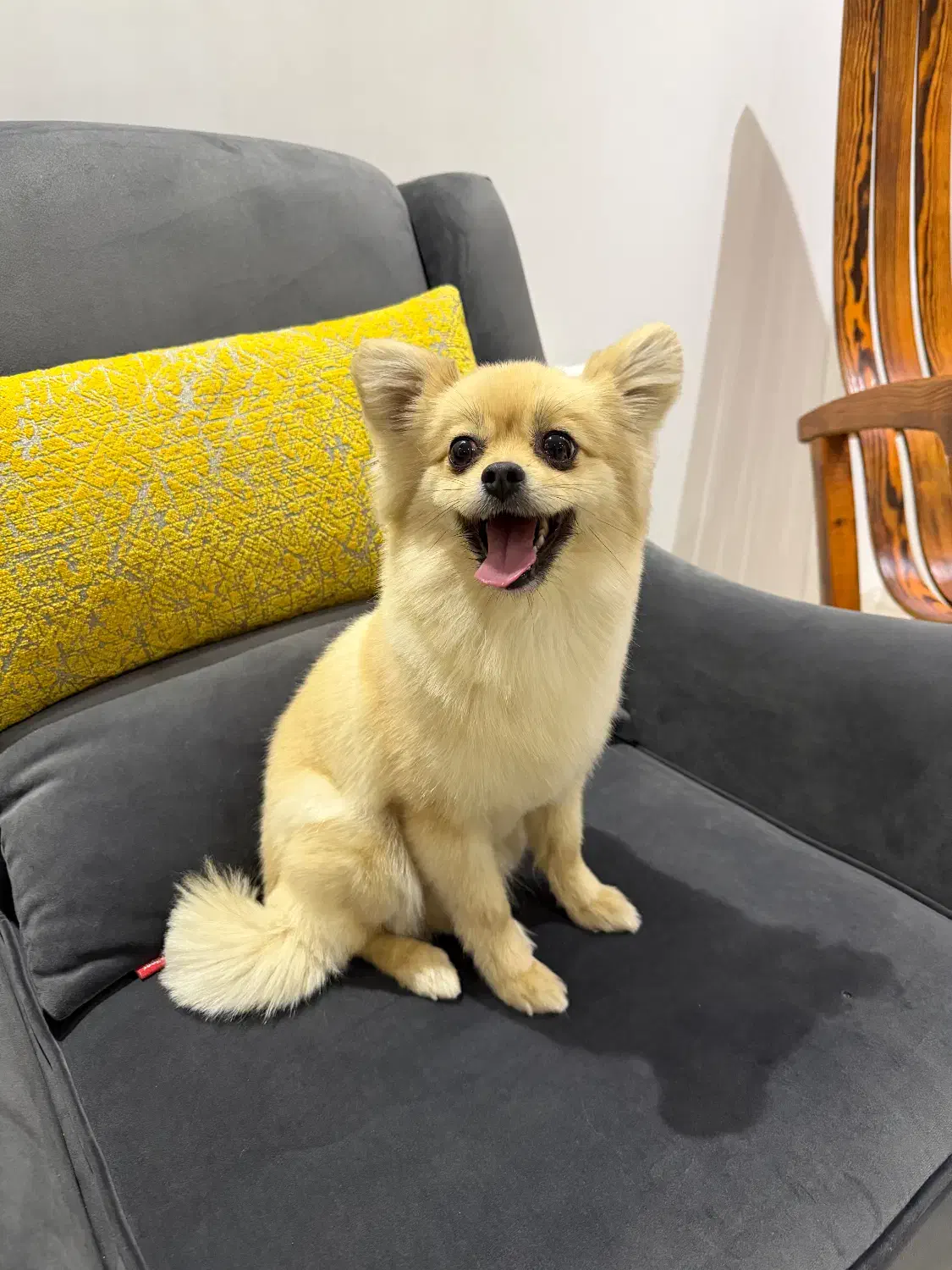 سگ فروشی|سگ|کرمان, |دیوار