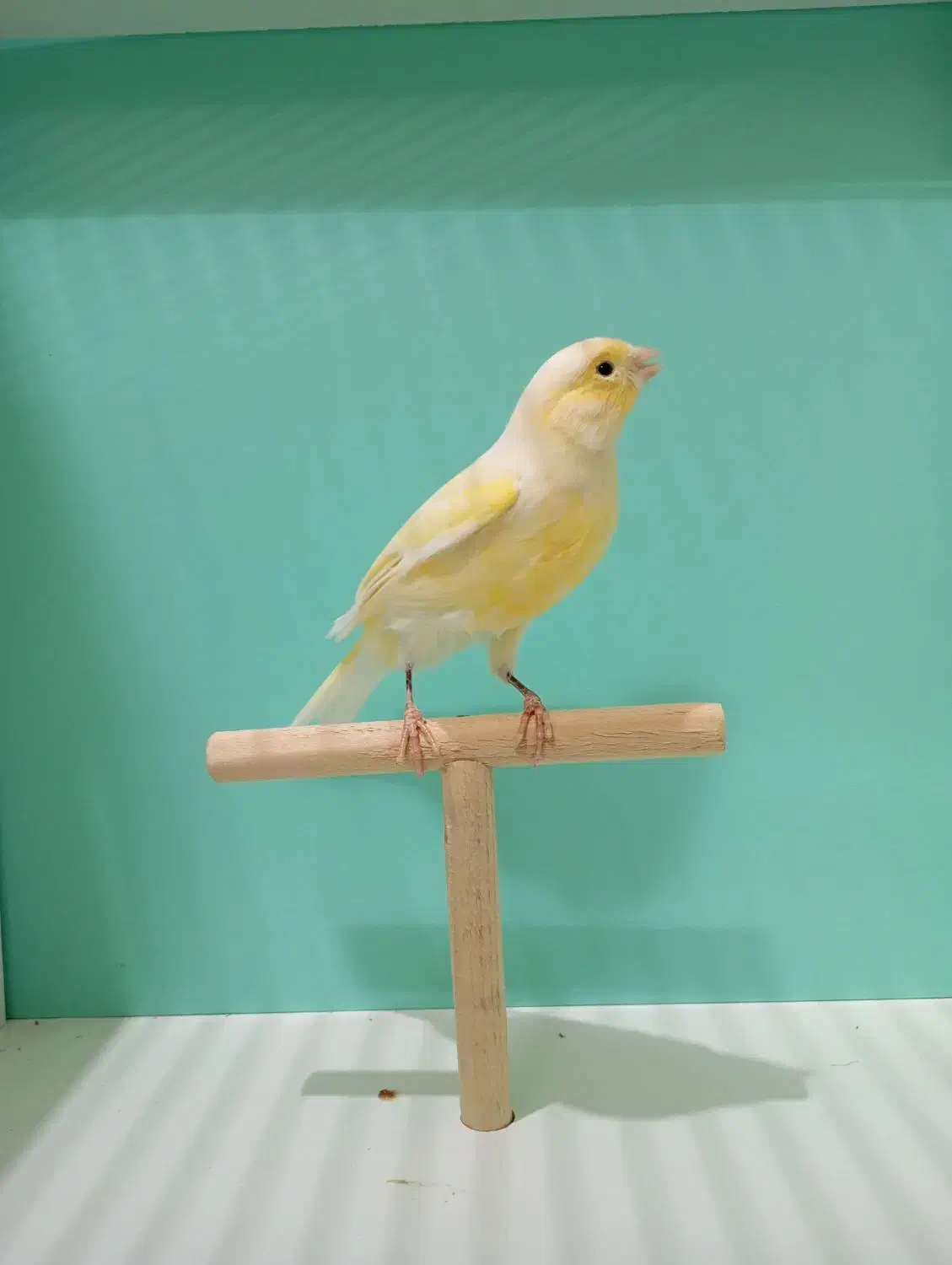 قناری ماده|پرنده|قم, شهرک امام حسن|دیوار