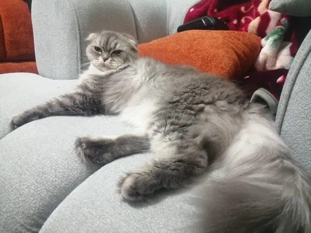 گربه اسکاتیش ۱/۵ ساله|گربه|ارومیه, |دیوار