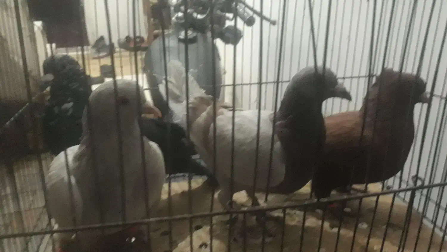 اوغون سرخ  قهوای دمسفید وسوسکی،سیاه ماده|پرنده|تربت‌حیدریه, حیدرآباد|دیوار