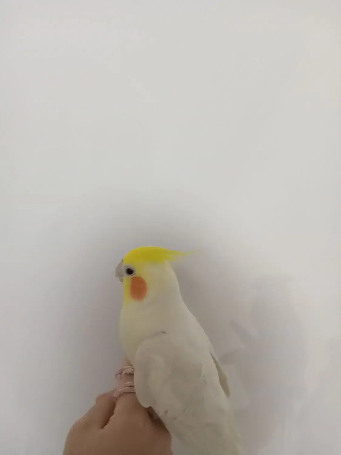 عروس هلندی|پرنده|آذرشهر, |دیوار