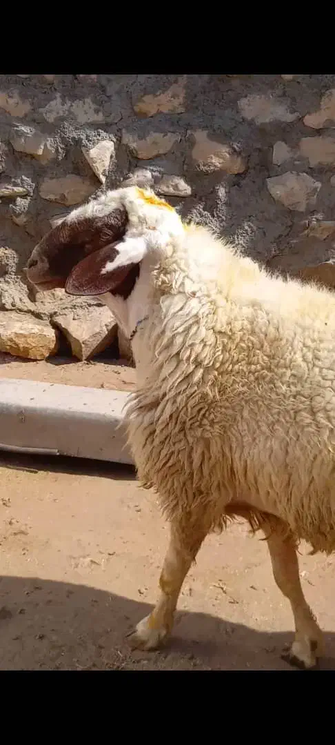 یک عددقوچ سنجابی|حیوانات مزرعه|اسلامآباد غرب, |دیوار