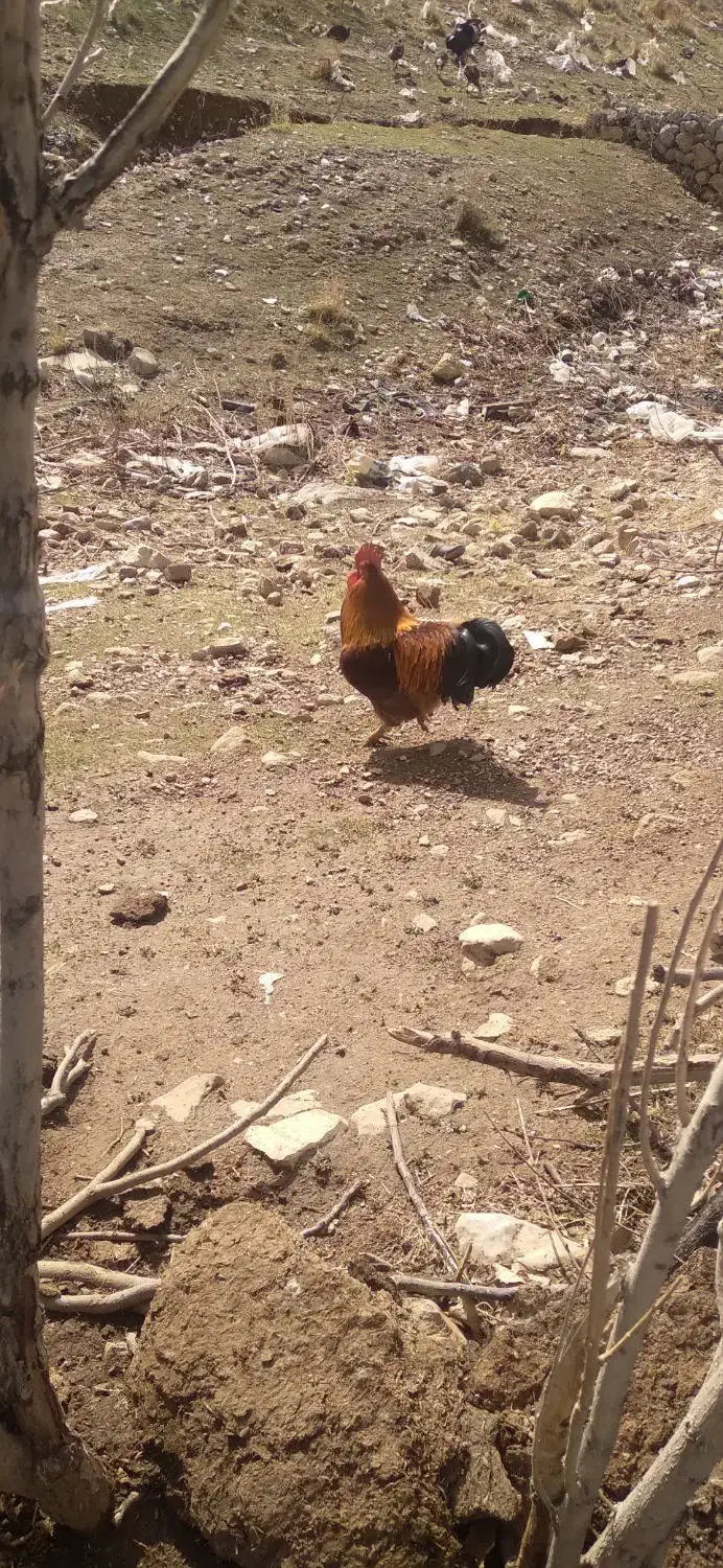 خروس|حیوانات مزرعه|سیلاخور, |دیوار