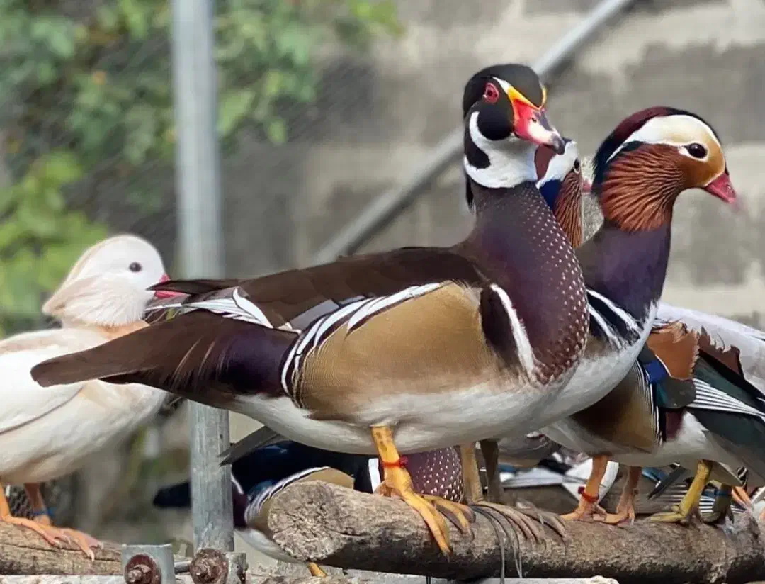 اردک کارولین شکلاتی|حیوانات مزرعه|نوشین شهر, |دیوار