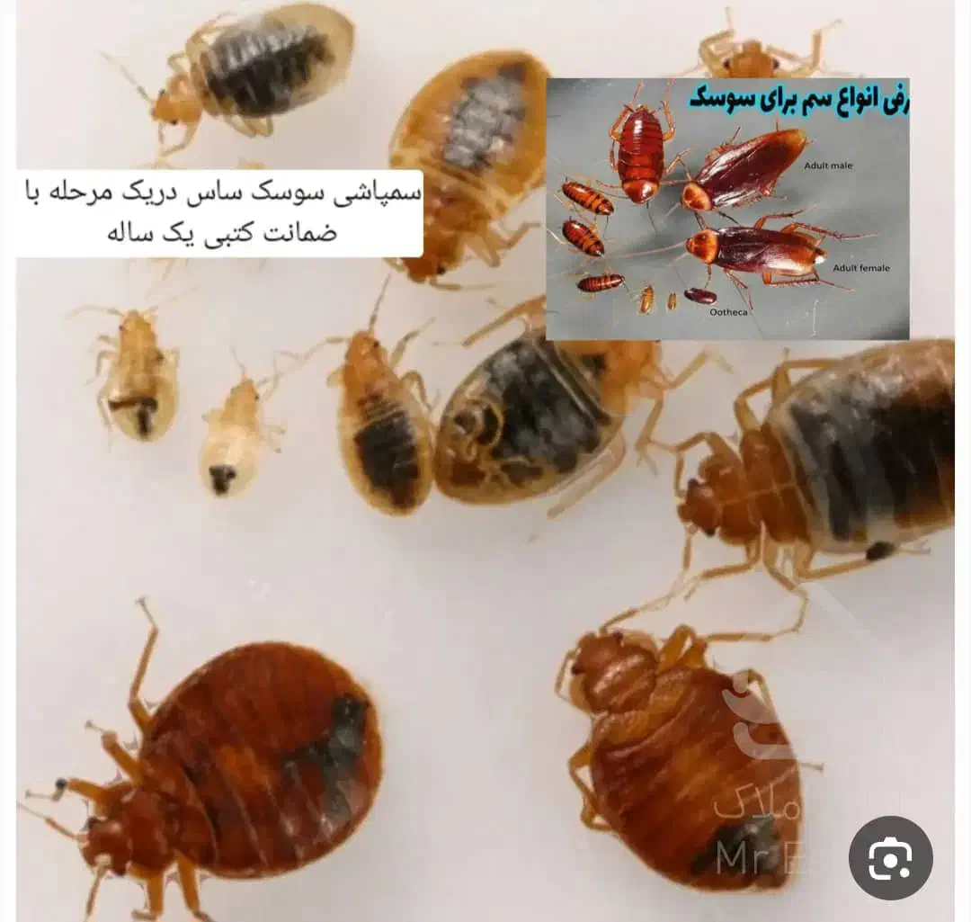 سمپاشی‌وخدمات|خدمات نظافت|تهران, علم و صنعت|دیوار