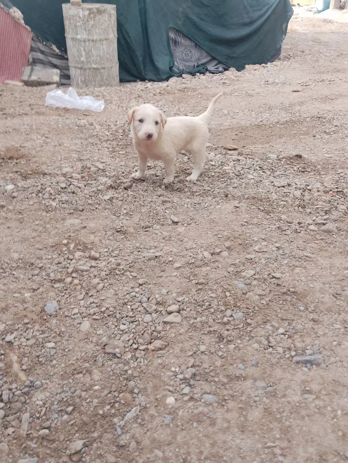 سگ فروشی|سگ|ایرانشهر, |دیوار