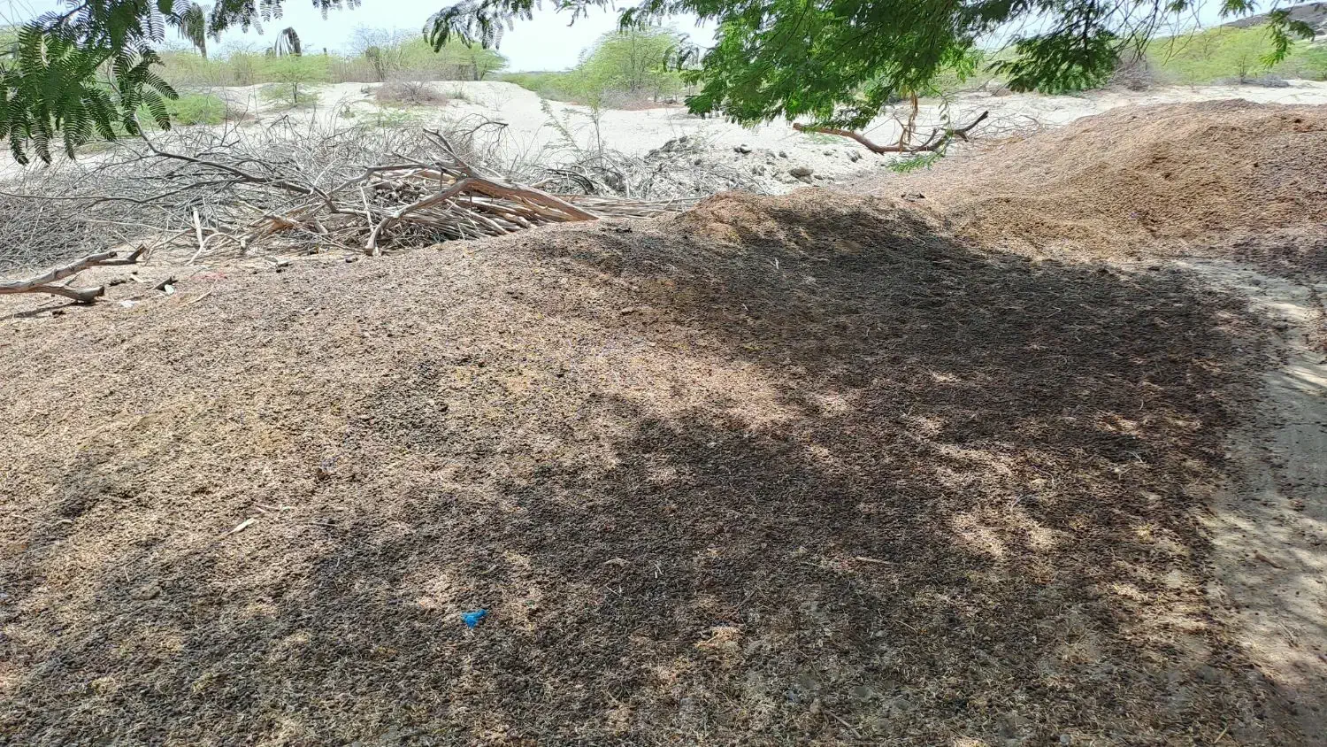 کود گوسفندی فروشی....|خدمات باغبانی و درختکاری|جاسک, |دیوار