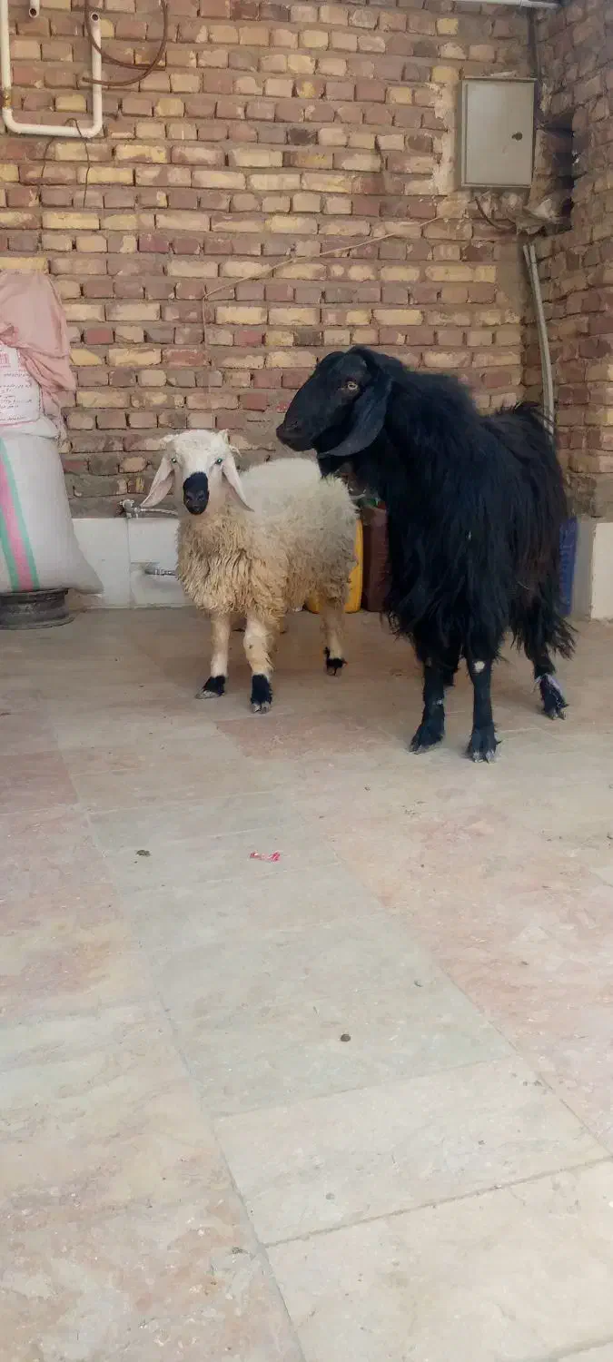 بره و کهره نر|حیوانات مزرعه|زابل, |دیوار