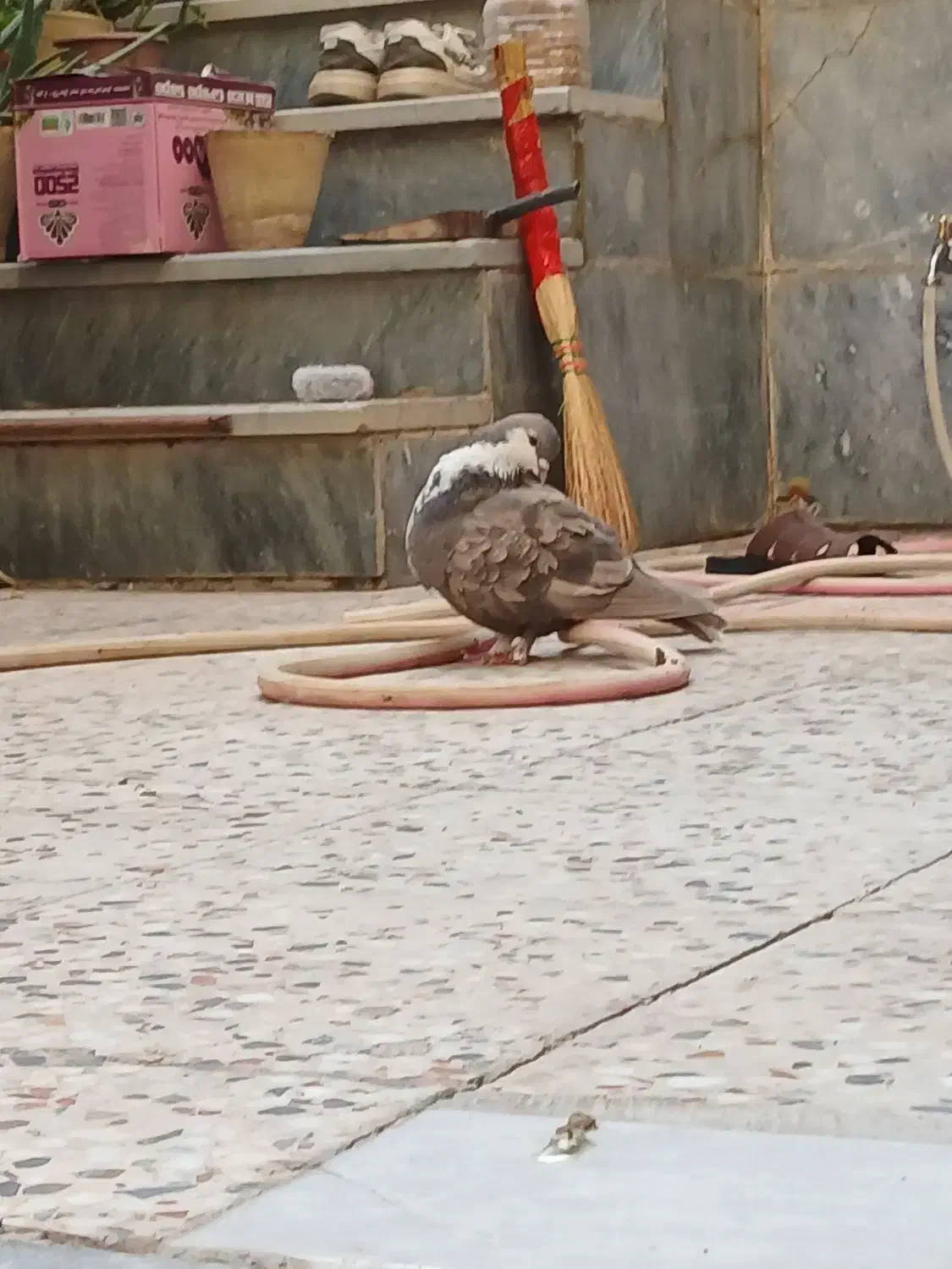 کبوتر خشرنگ و کرواتی|پرنده|نجفآباد, باغ ملی|دیوار