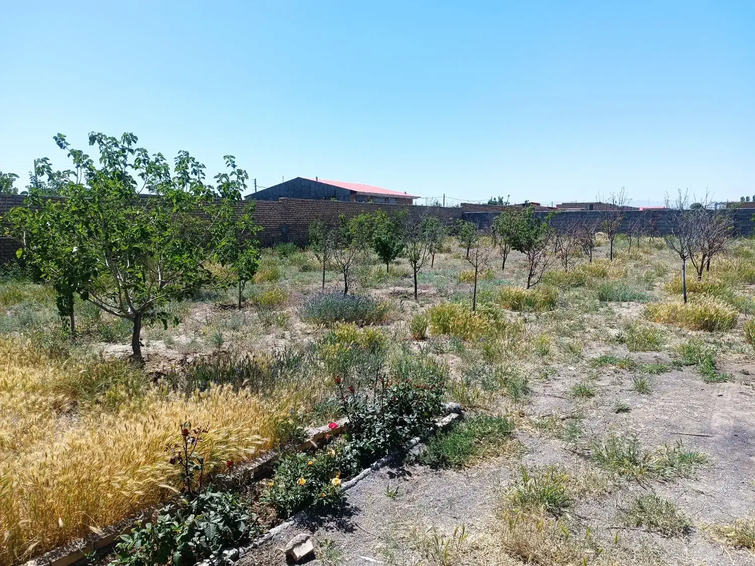 باغ ویلا در شهرستان فریمان بمتراژ 1200متر|فروش خانه و ویلا|فریمان, |دیوار