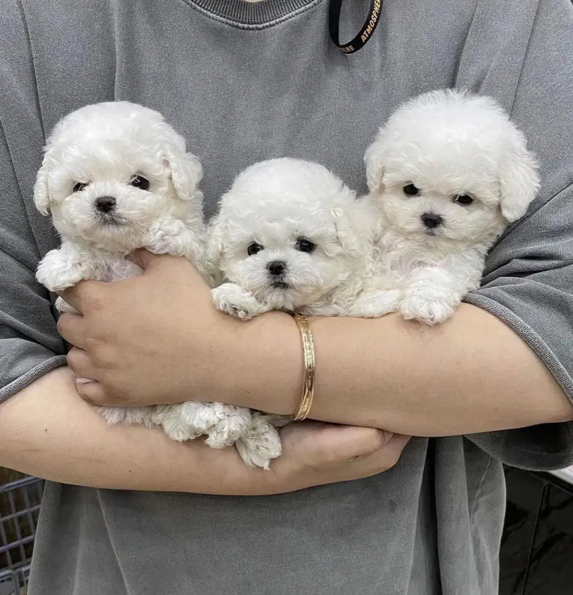 توله فنجونی|سگ|تهران, صادقیه|دیوار