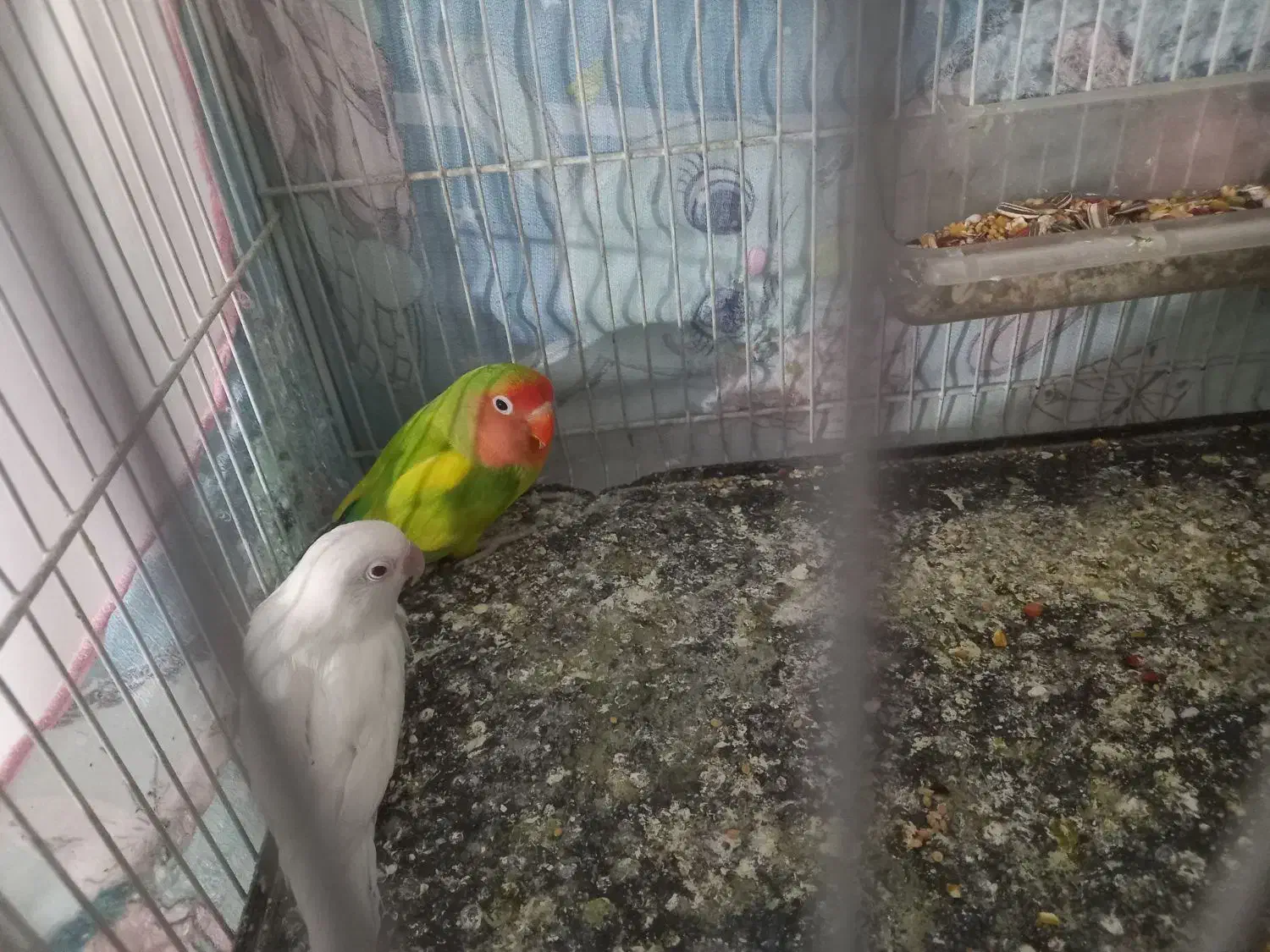 کوتوله و مر غ عشق|پرنده|بیرجند, |دیوار