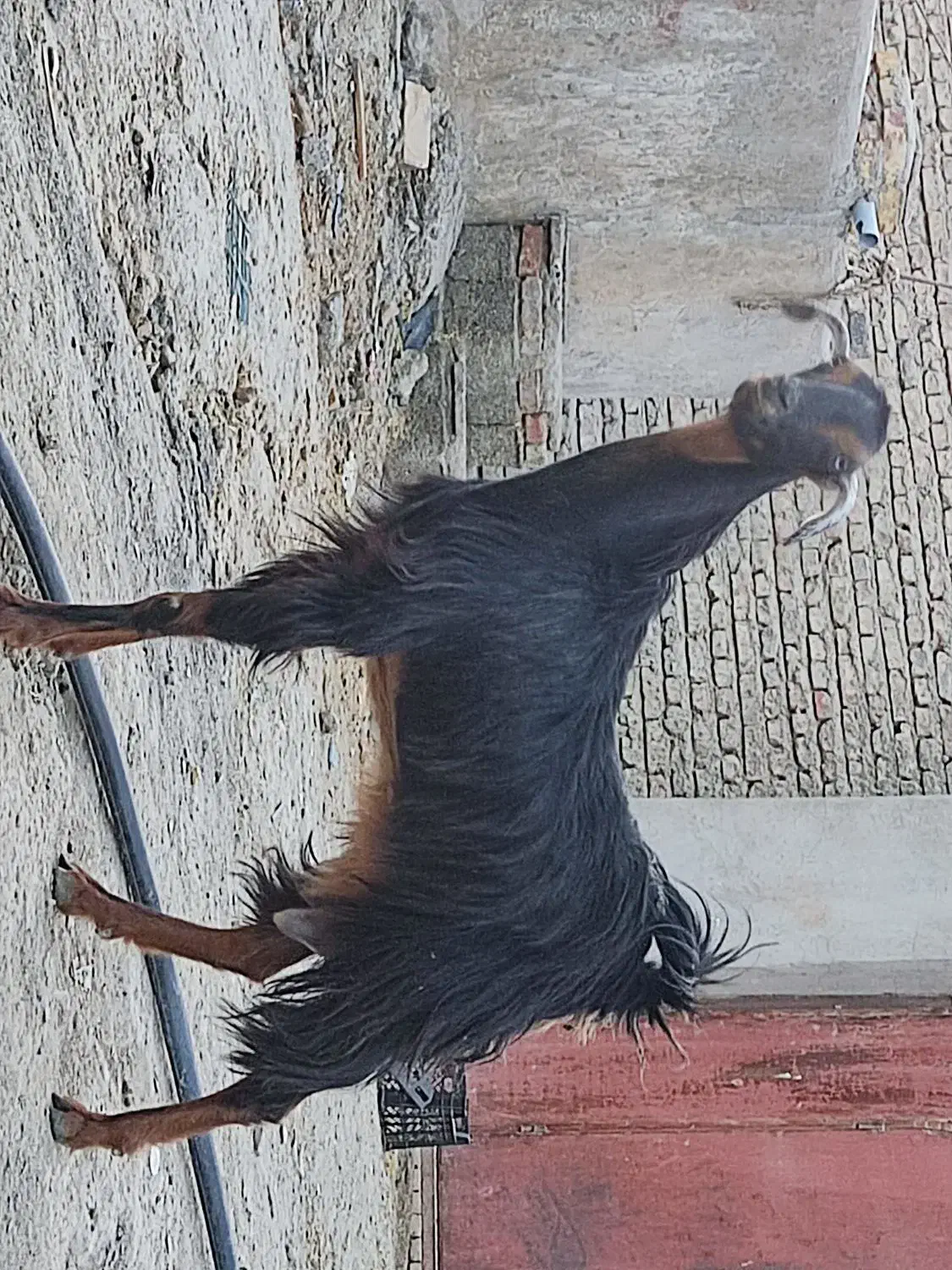 بز فروشی|حیوانات مزرعه|سراوان, |دیوار