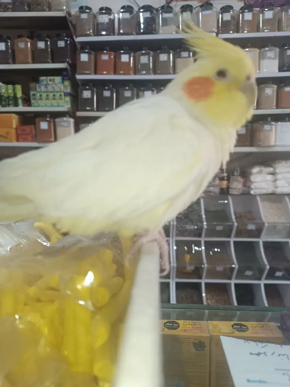 عروس هلندی گمشده|پرنده|مشهد, حجت|دیوار