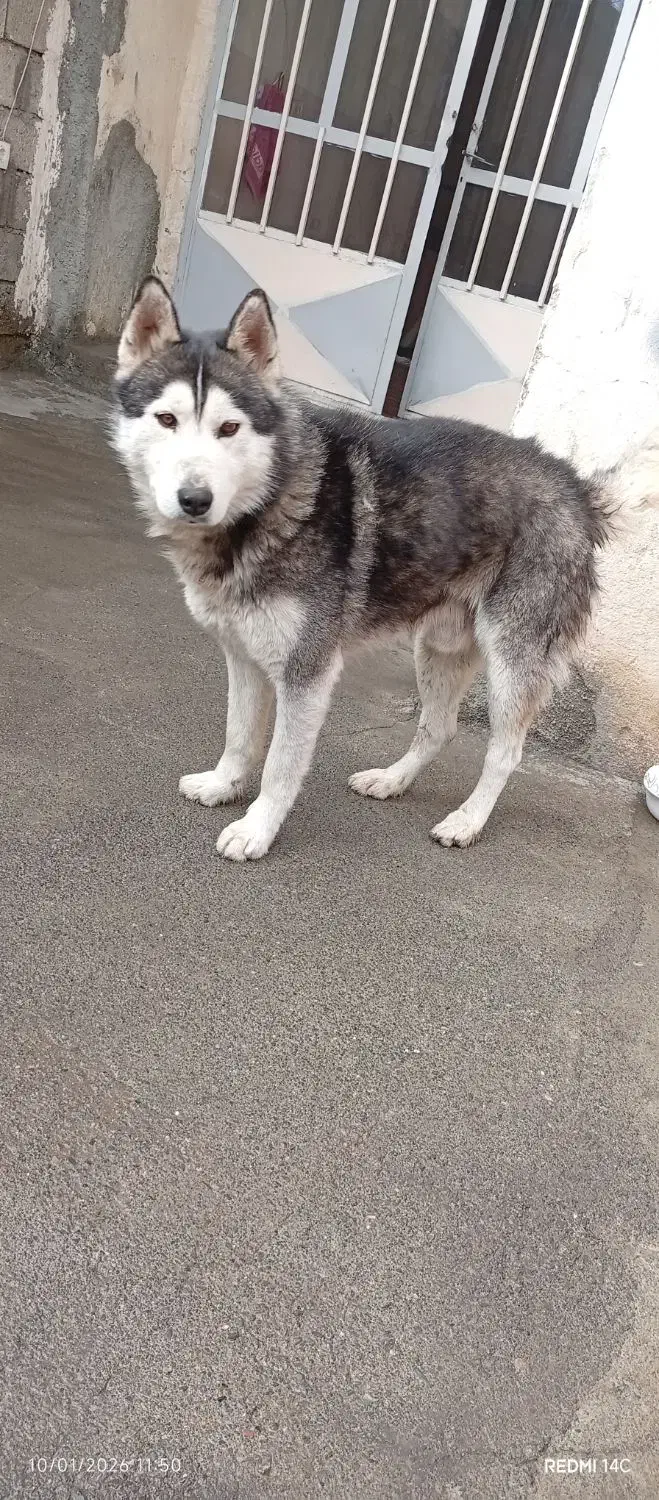 سگ گمشده|حیوانات|نقده, |دیوار