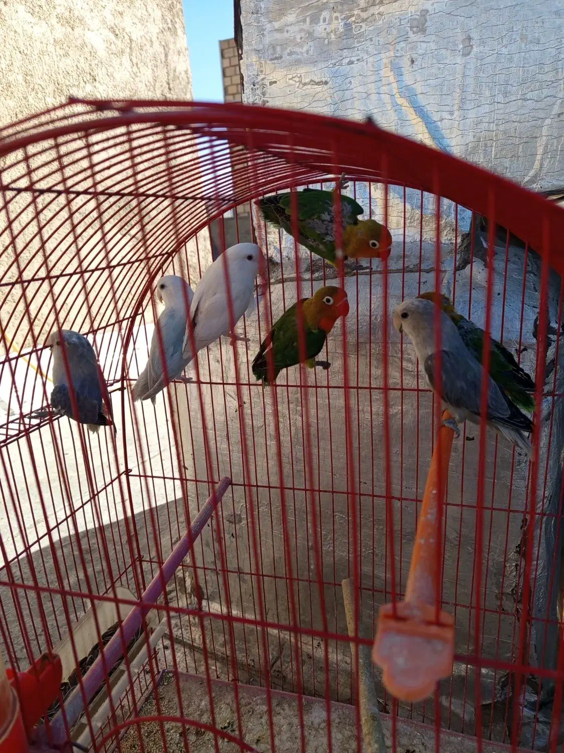 طوطی برزیلی های زیبا|پرنده|سقز, |دیوار