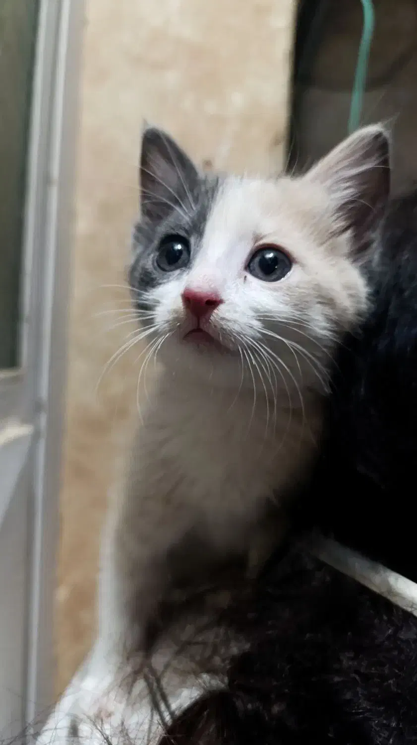 گربه ماده فحل|گربه|تبریز, |دیوار