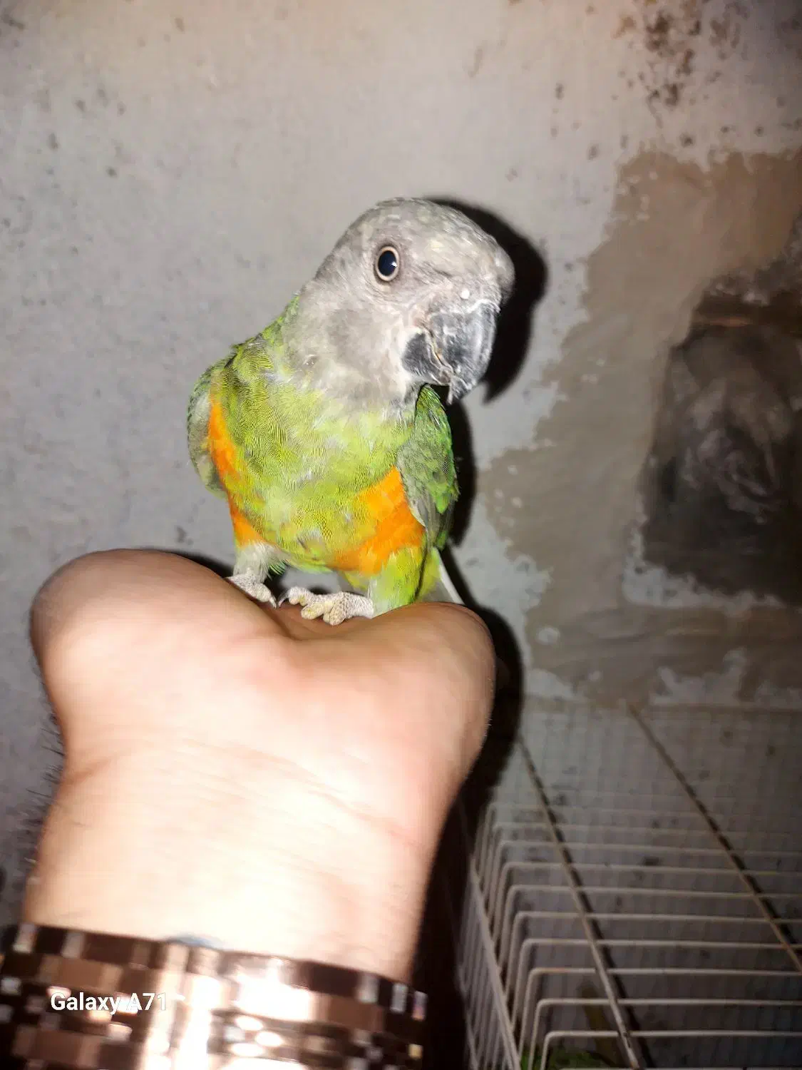 طوطی سنگال|پرنده|تایباد, |دیوار