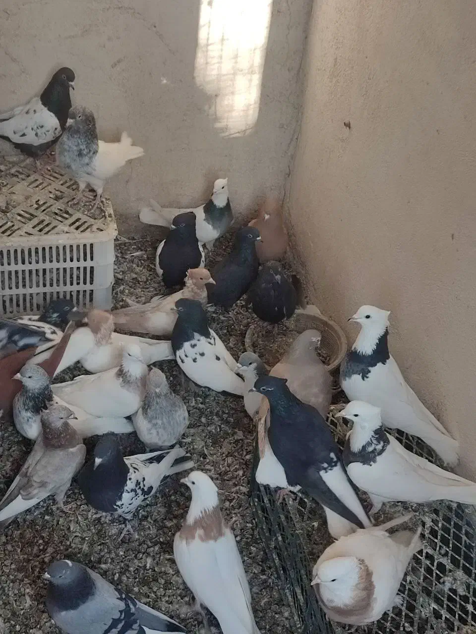 کبوتر رنگی|پرنده|هشتگرد, سعید آباد|دیوار