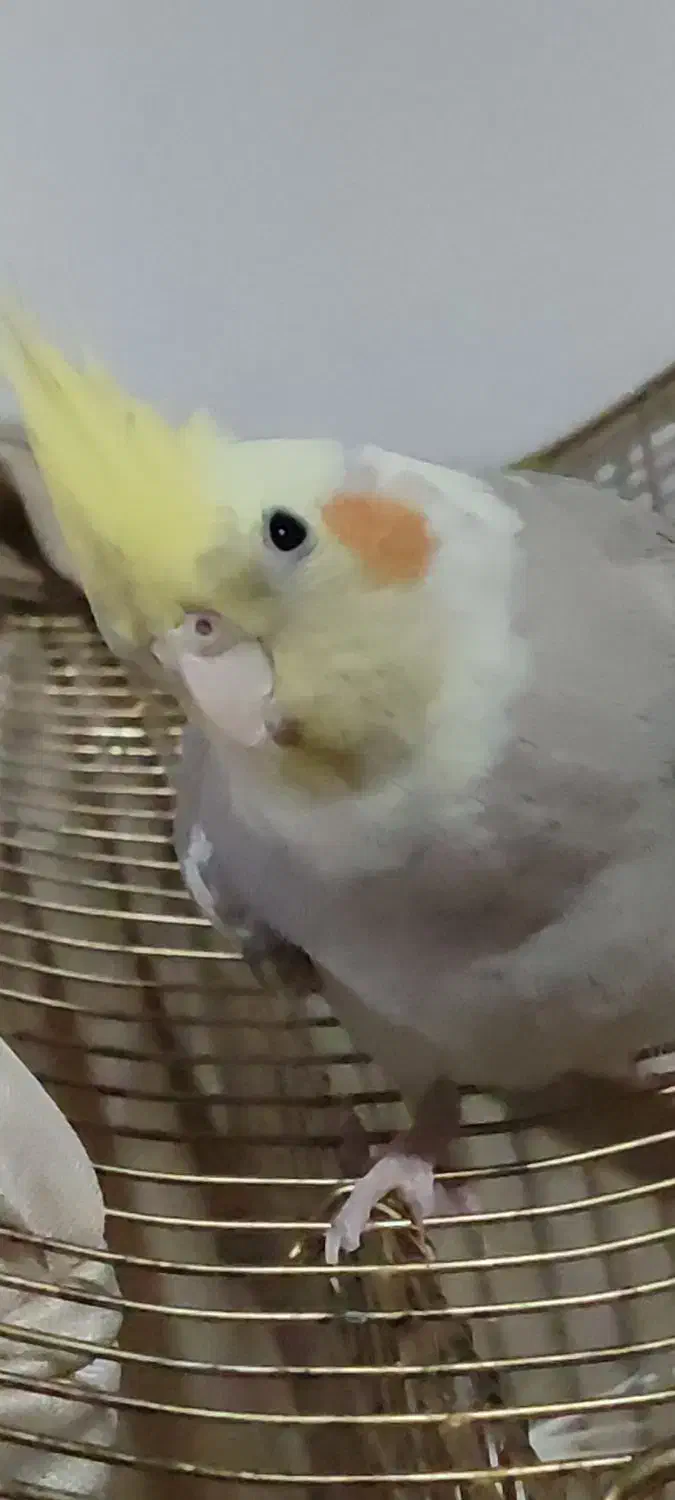 عروس هلندی|پرنده|سردشت, |دیوار