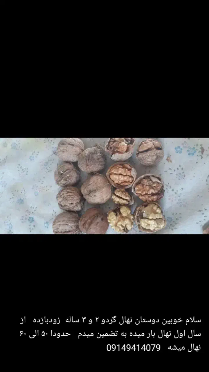 نهال گردو|گل و گیاه طبیعی|سیلوانه, |دیوار