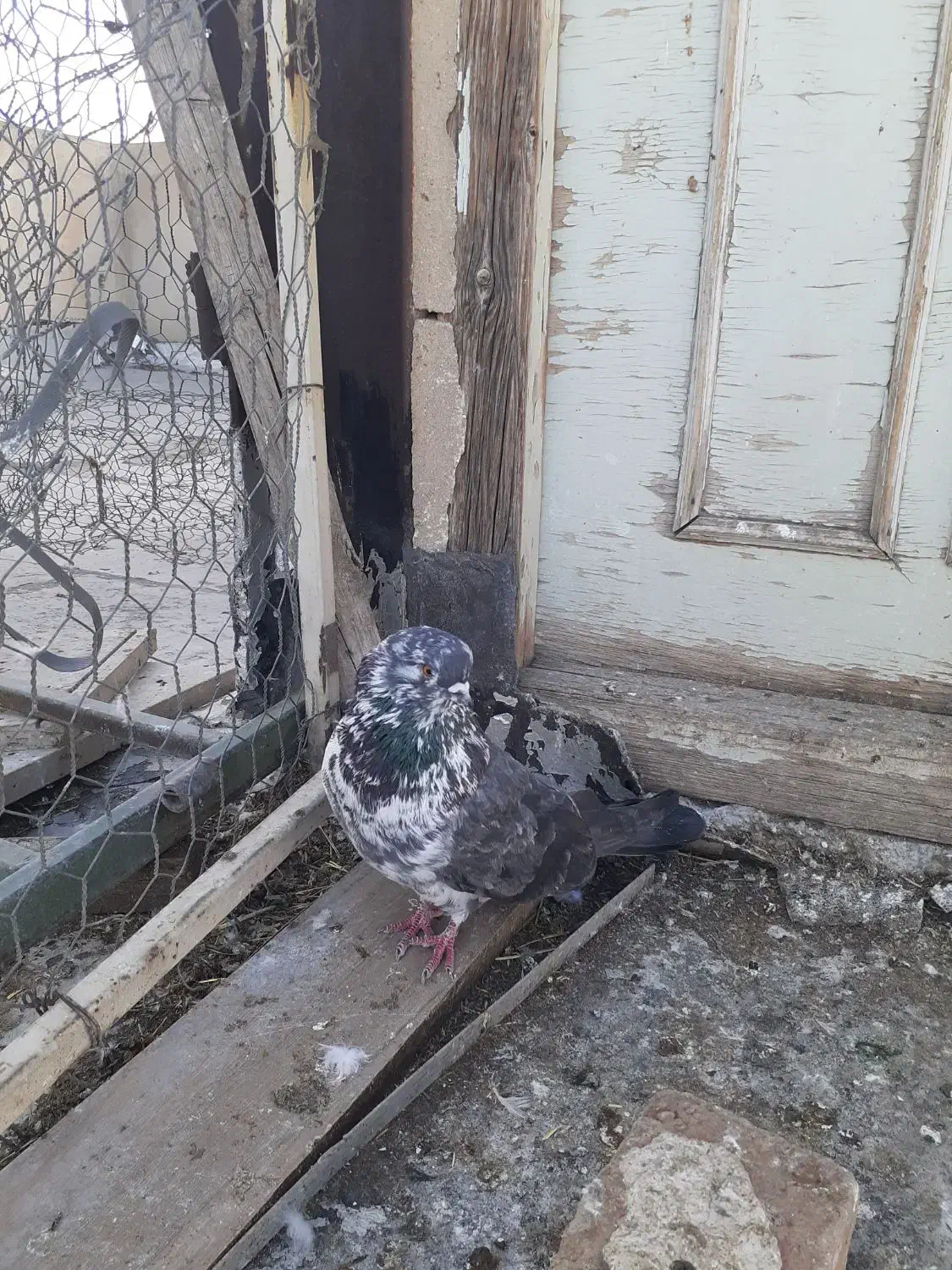 کبوتر|پرنده|اردبیل, |دیوار