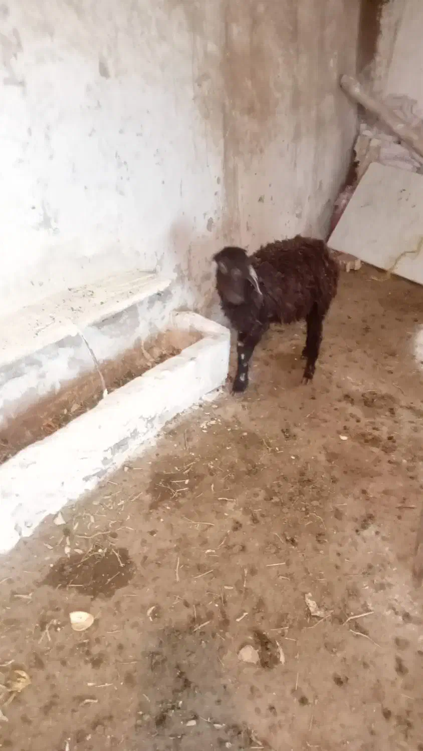 گوسفند‌ماده|حیوانات مزرعه|ایجرود, |دیوار