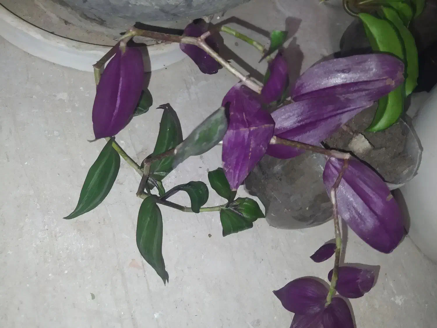 گل فقط 20 تومن|گل و گیاه طبیعی|ارومیه, |دیوار