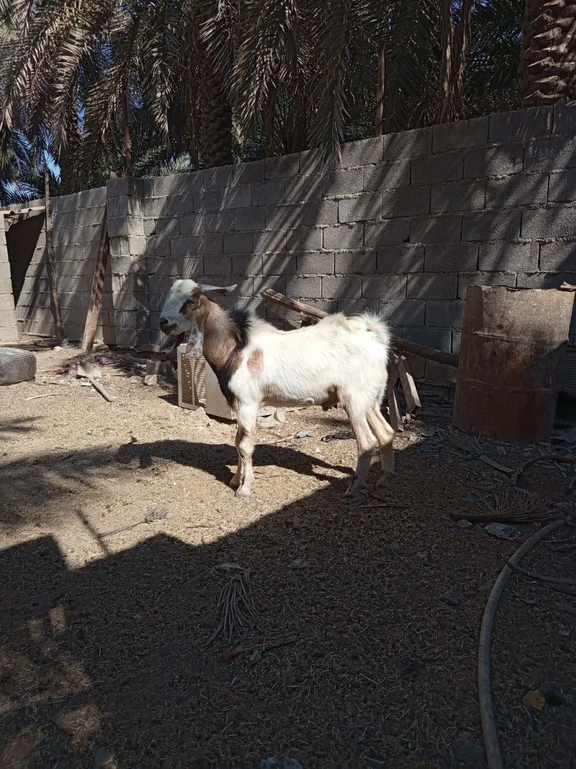 بز نر نجدی ب افغانی|حیوانات مزرعه|شادگان, |دیوار