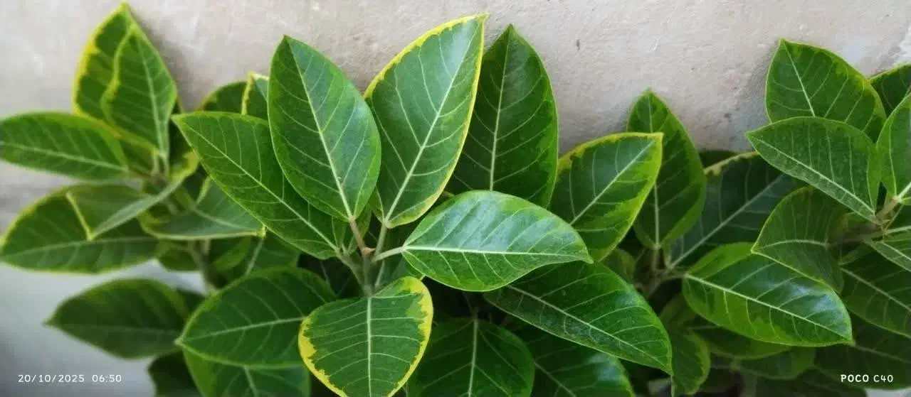 گل گل گل|گل و گیاه طبیعی|قم, زاد|دیوار