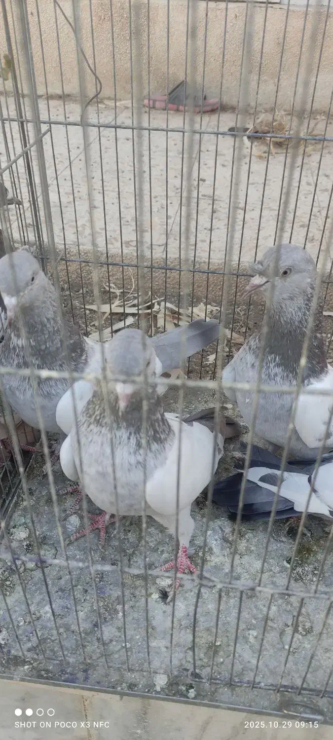 تعدادی کفتر ماده بهبونی|پرنده|شیراز, رکنآباد|دیوار