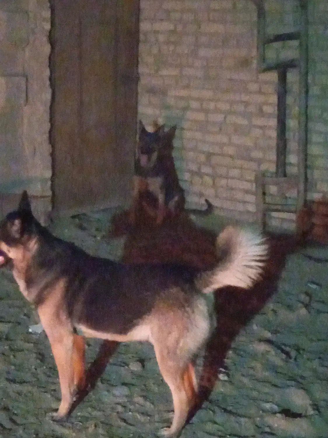 واگزاری ژرمن نر ماده|سگ|یزد, |دیوار