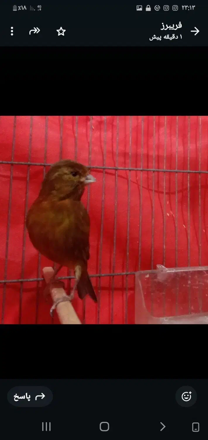 قناری رنگ خاص ماده|پرنده|رشت, نیکمرام|دیوار