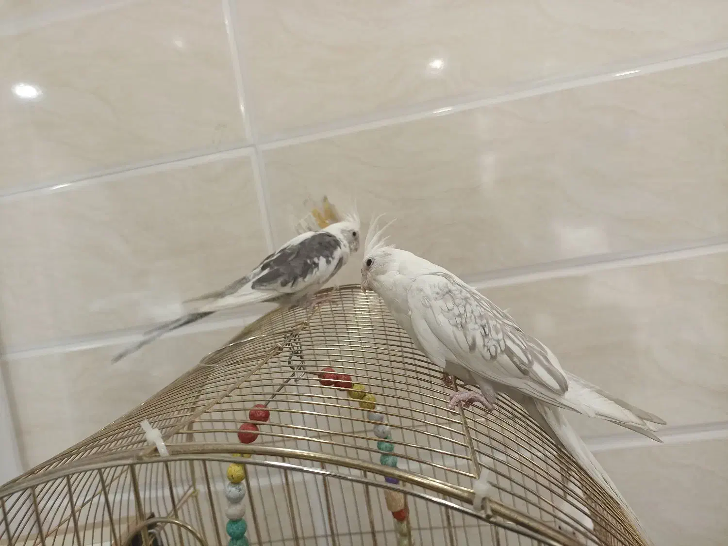 عروس هلندی  دستی اهی وسخنگو چهار عدد هرستا اهلی ه|پرنده|بوکان, |دیوار