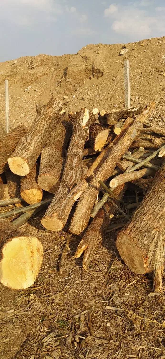 خرید فروش درخت نقدی|عمده‌فروشی|اهر, |دیوار