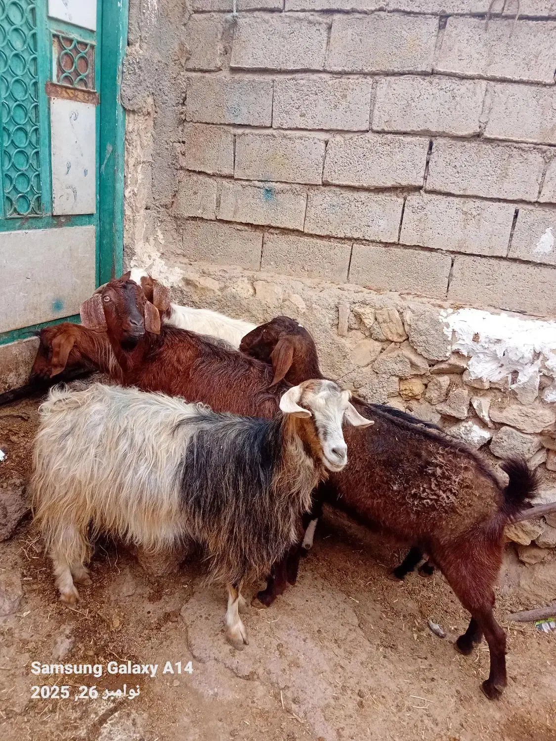 ۵عدد بز جوان بوغاز ویلینی برای نگه داشتن|حیوانات مزرعه|اردبیل, |دیوار