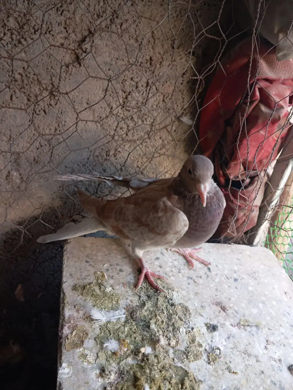 کبوتر پرشی|پرنده|سبزوار, شرق کال شمالی|دیوار