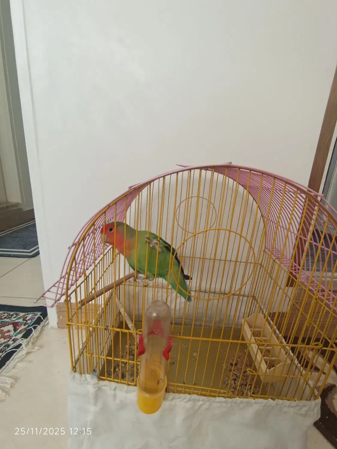 طوطی برزیلی|پرنده|بهارستان, |دیوار