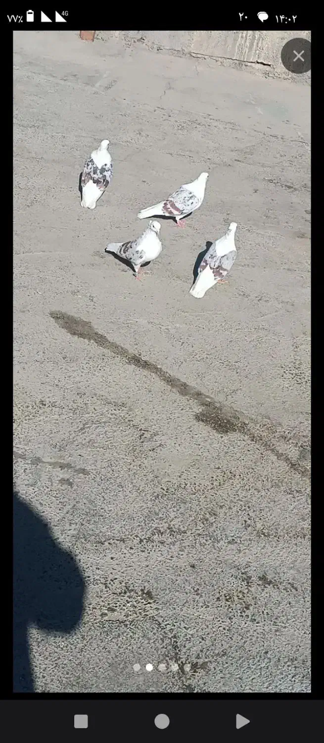 عشق بازانمهریز (کبوتر)|پرنده|مهریز, |دیوار