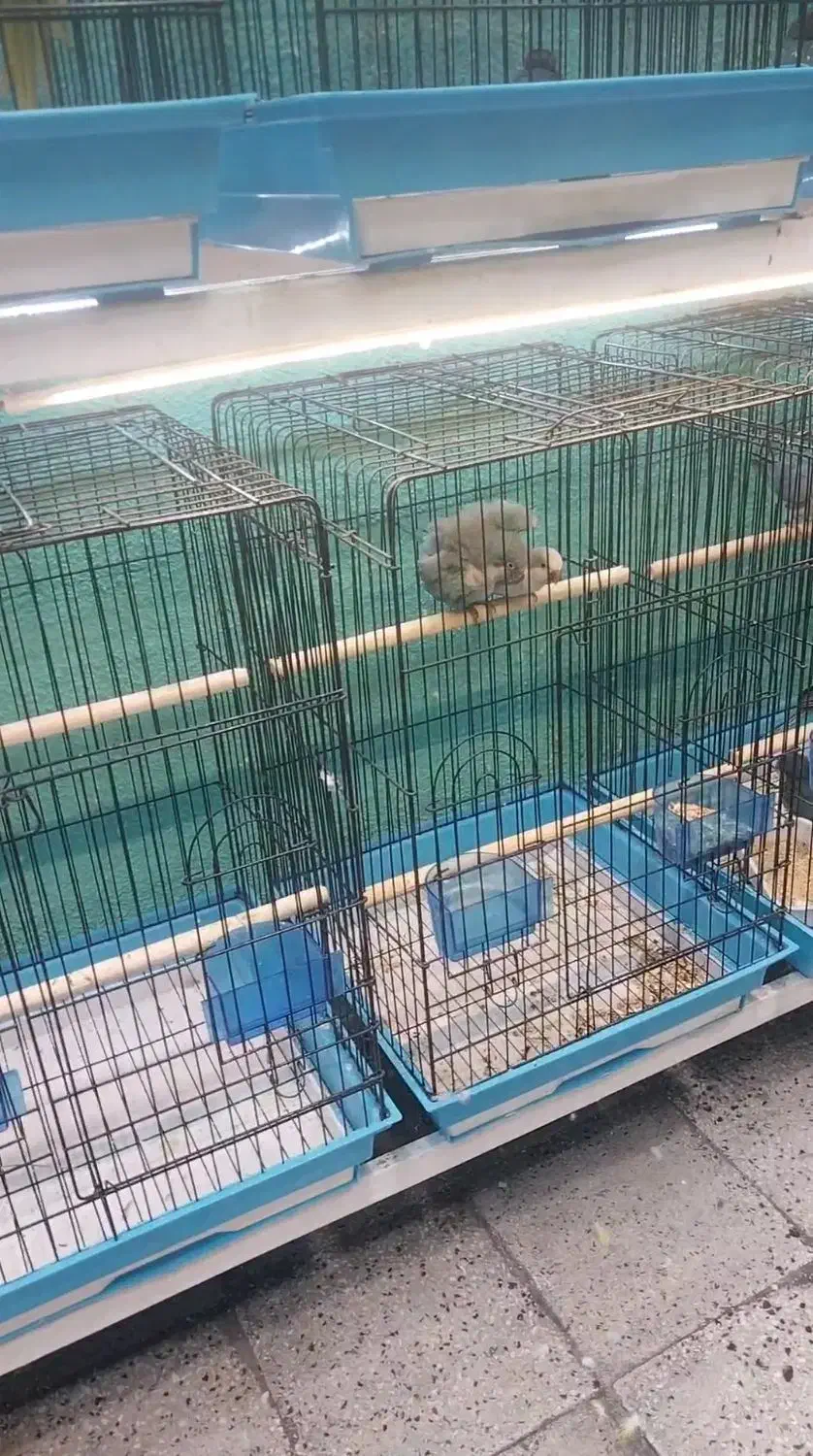 طوطی  راهب جفت مولد|پرنده|قائم‌شهر, |دیوار