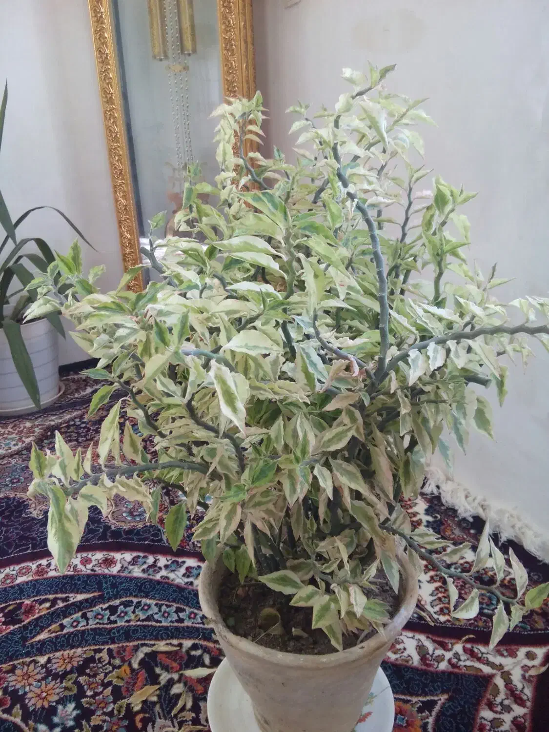 گل ها خیلی شاداب وسرحال|گل و گیاه طبیعی|گلبهار, نوبهار|دیوار