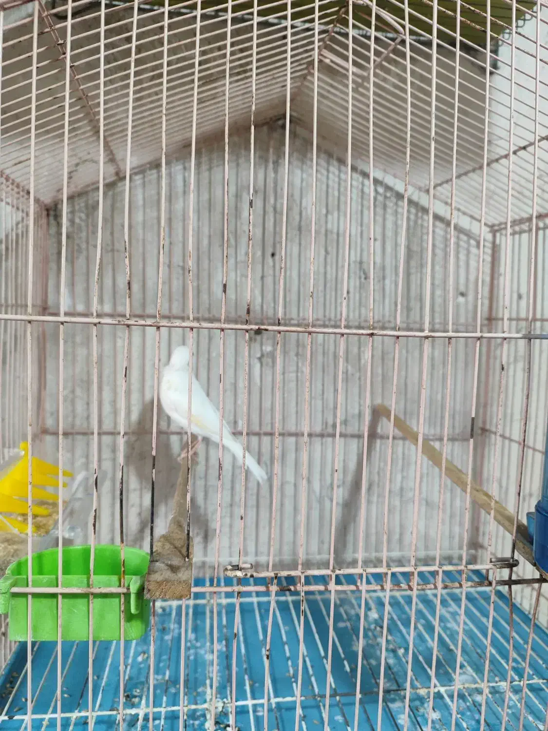 قناری سفید ریز خون|پرنده|خورموج, |دیوار