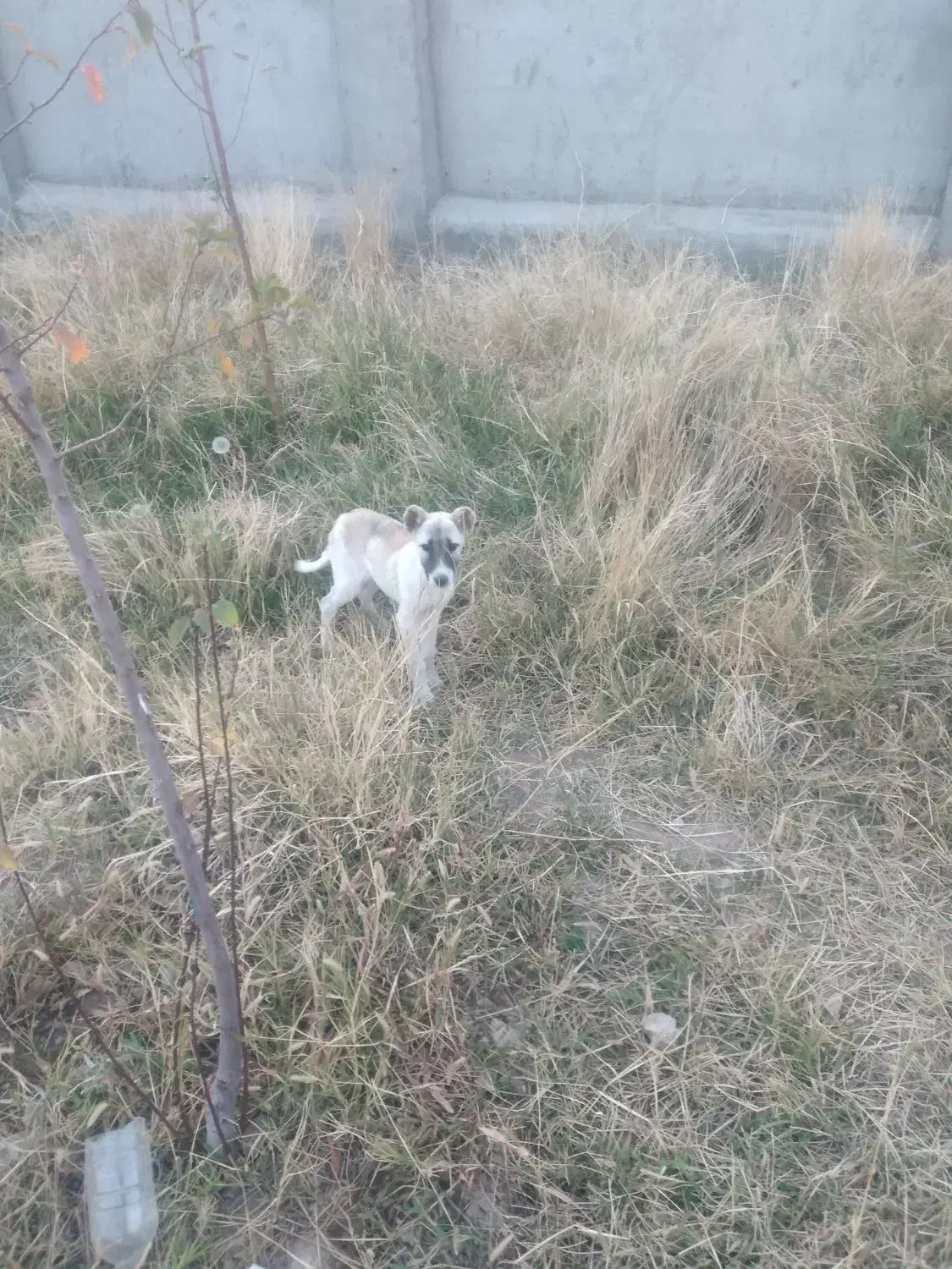 واگذاری ۲ قلاده توله سگ|سگ|ارشق, |دیوار