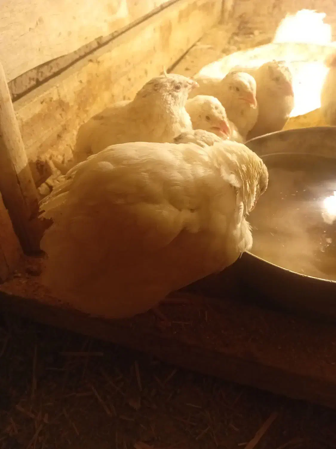 جوجه بلدرچین 40 روزه|حیوانات مزرعه|رودشت (اصفهان), |دیوار