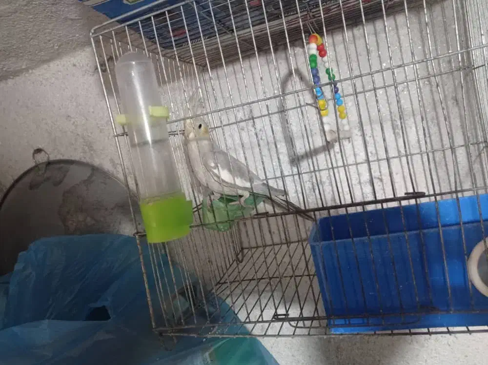 عروس هلندی|پرنده|تبریز, |دیوار