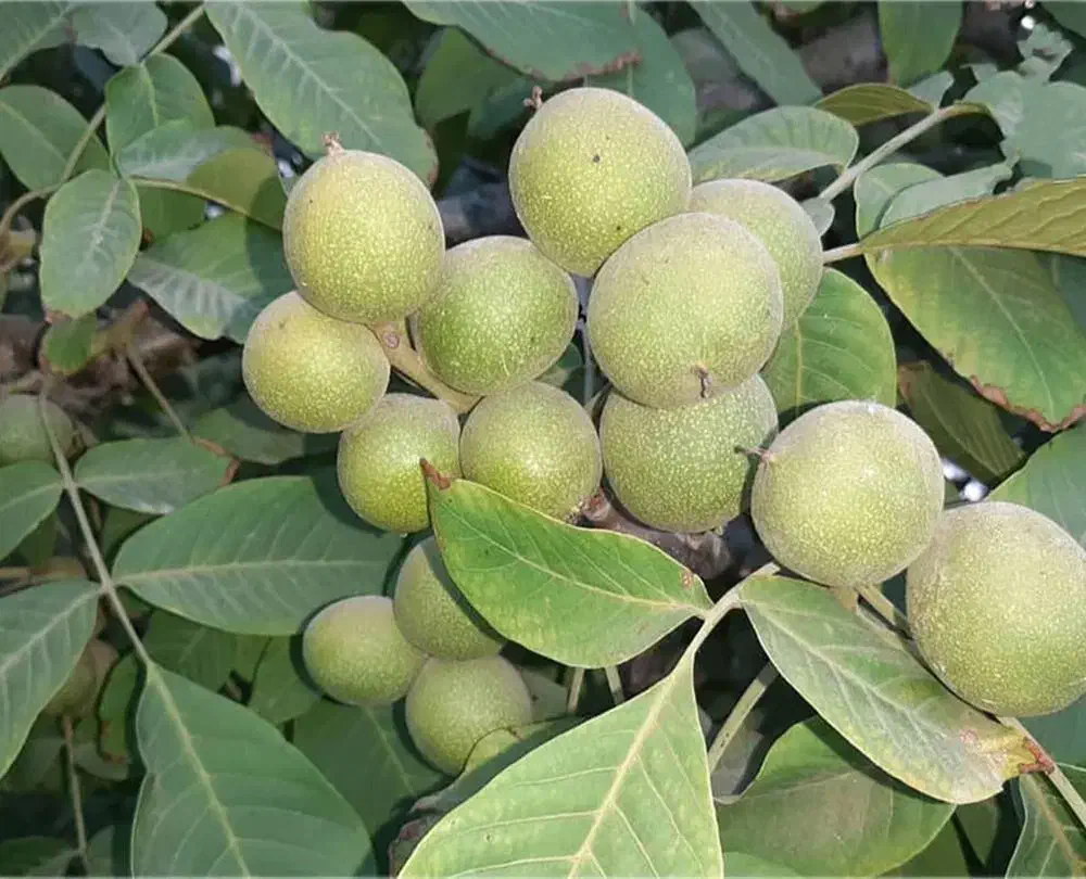 نهال گردو خوشه ای|گل و گیاه طبیعی|ابهر, |دیوار