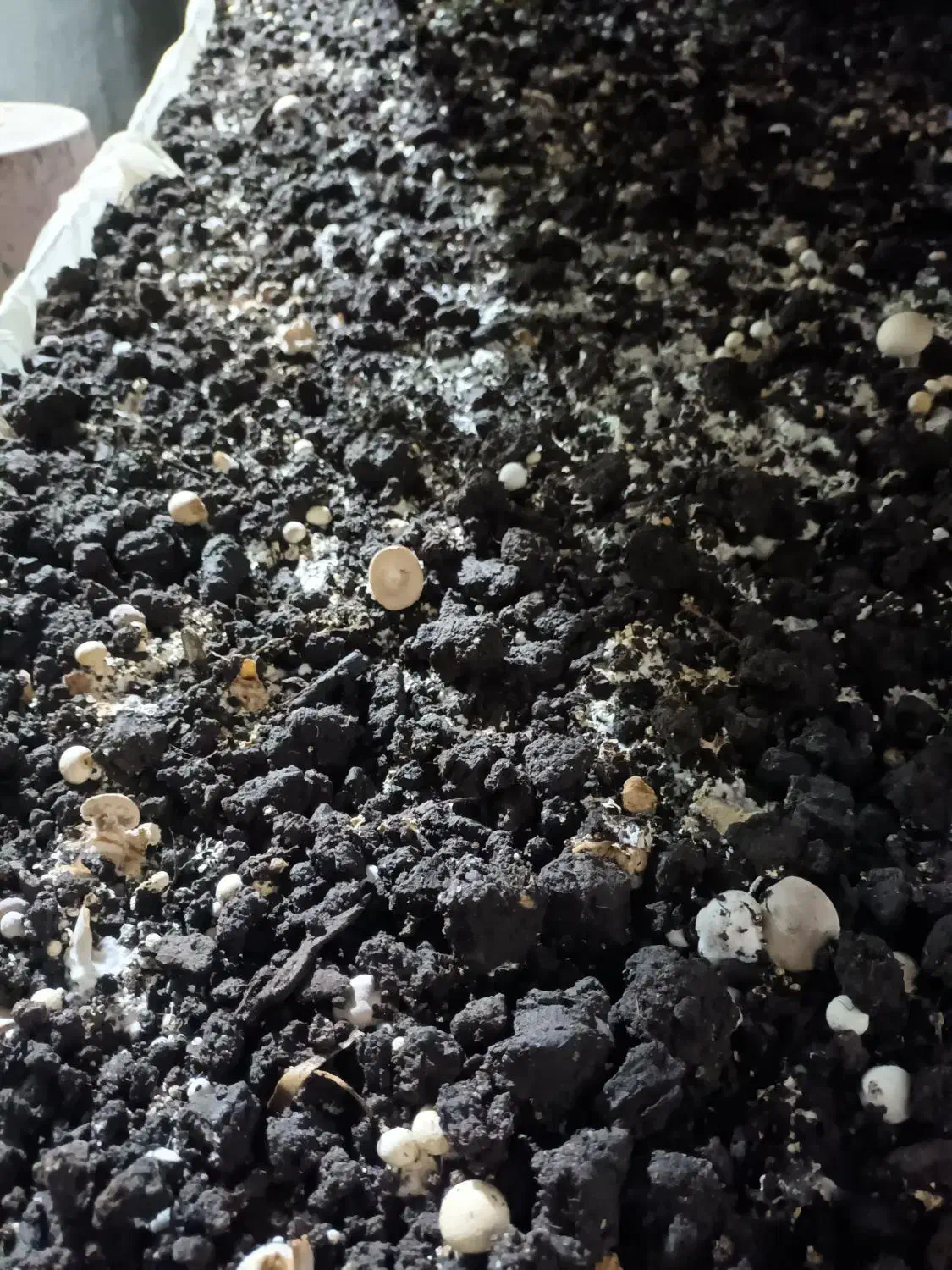 کمپوست مصرف شده|خدمات باغبانی و درختکاری|نمین, |دیوار