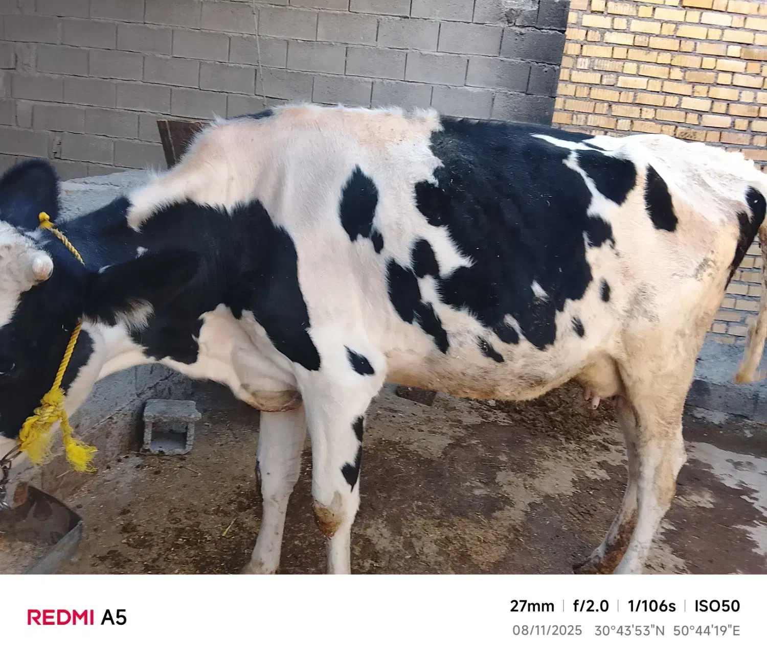 فروش گاو با گوساله نر چهارماهه|حیوانات مزرعه|چرام, |دیوار