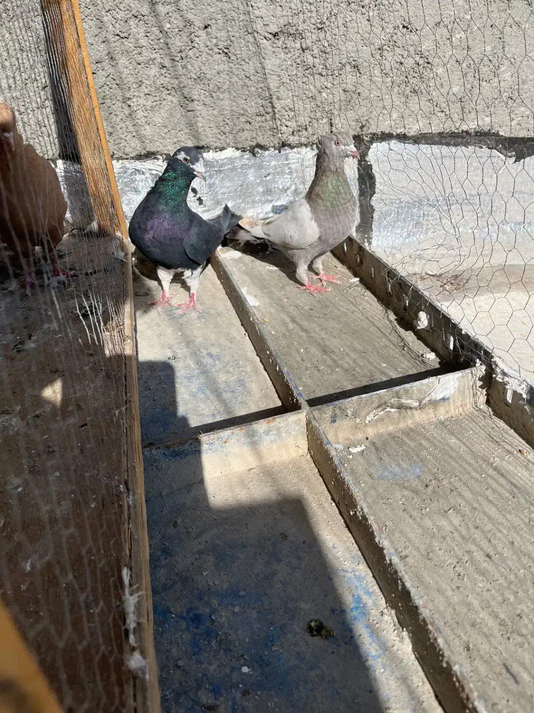 چپ دم سیاه|پرنده|مرودشت, بیست متری بیمارستان|دیوار