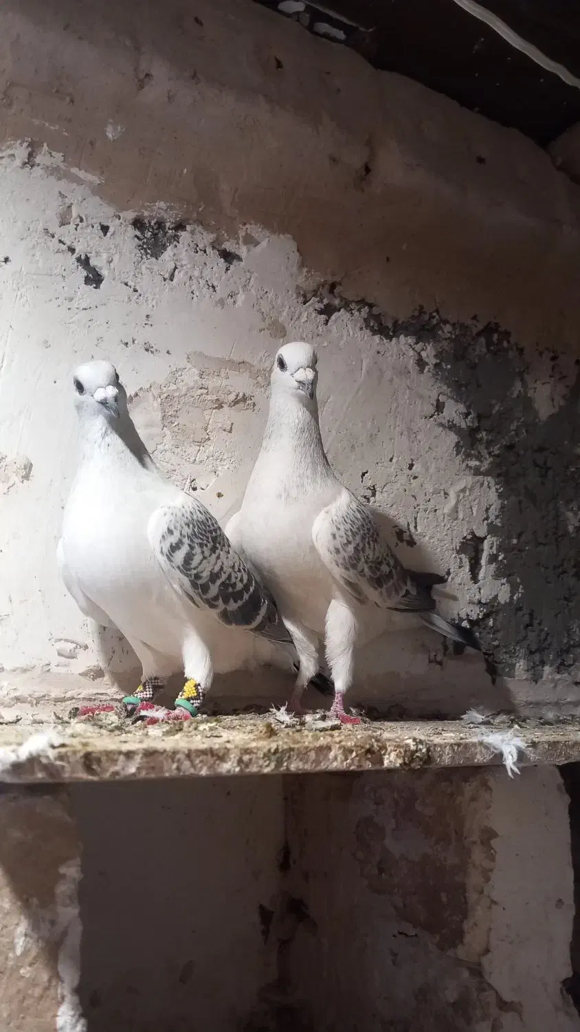 جفت پولک شامی کرمونی|پرنده|تربت‌حیدریه, باغ سلطانی|دیوار